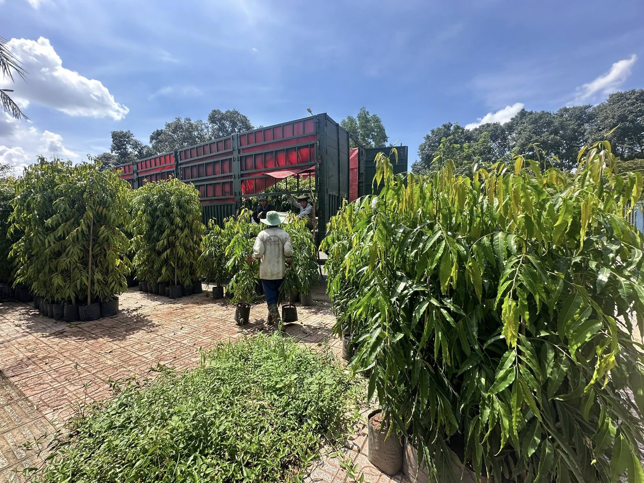 Cây Hoàng Nam Cây Hoàng Nam - Ảnh 4