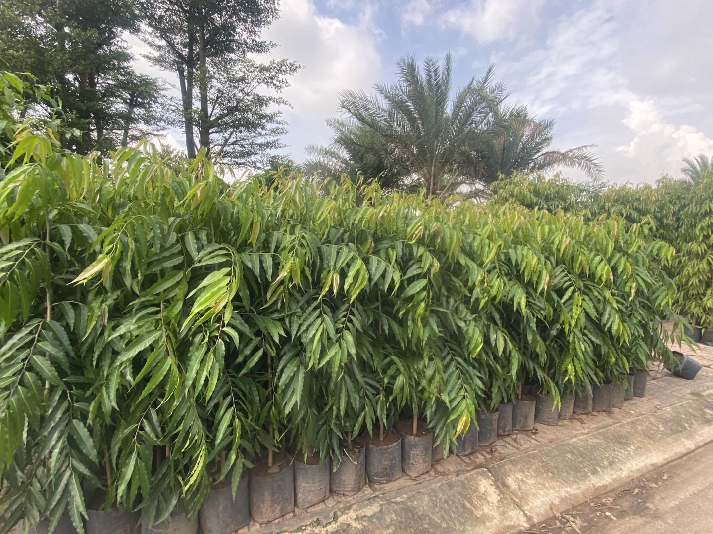 Cây Hoàng Nam Cây Hoàng Nam - Ảnh 6