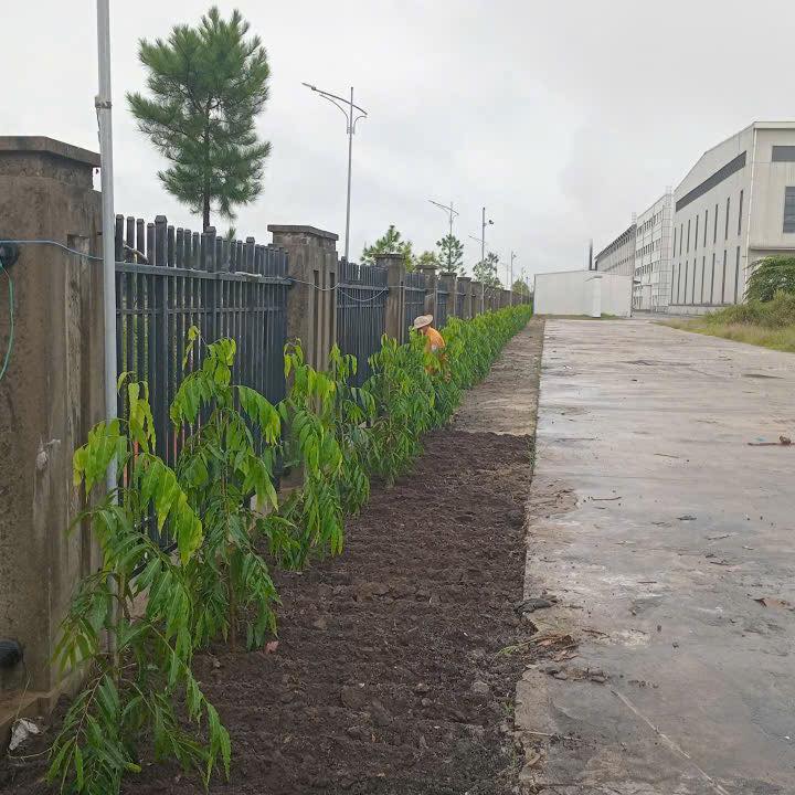 Cây Hoàng Nam Cây Hoàng Nam - Ảnh 8