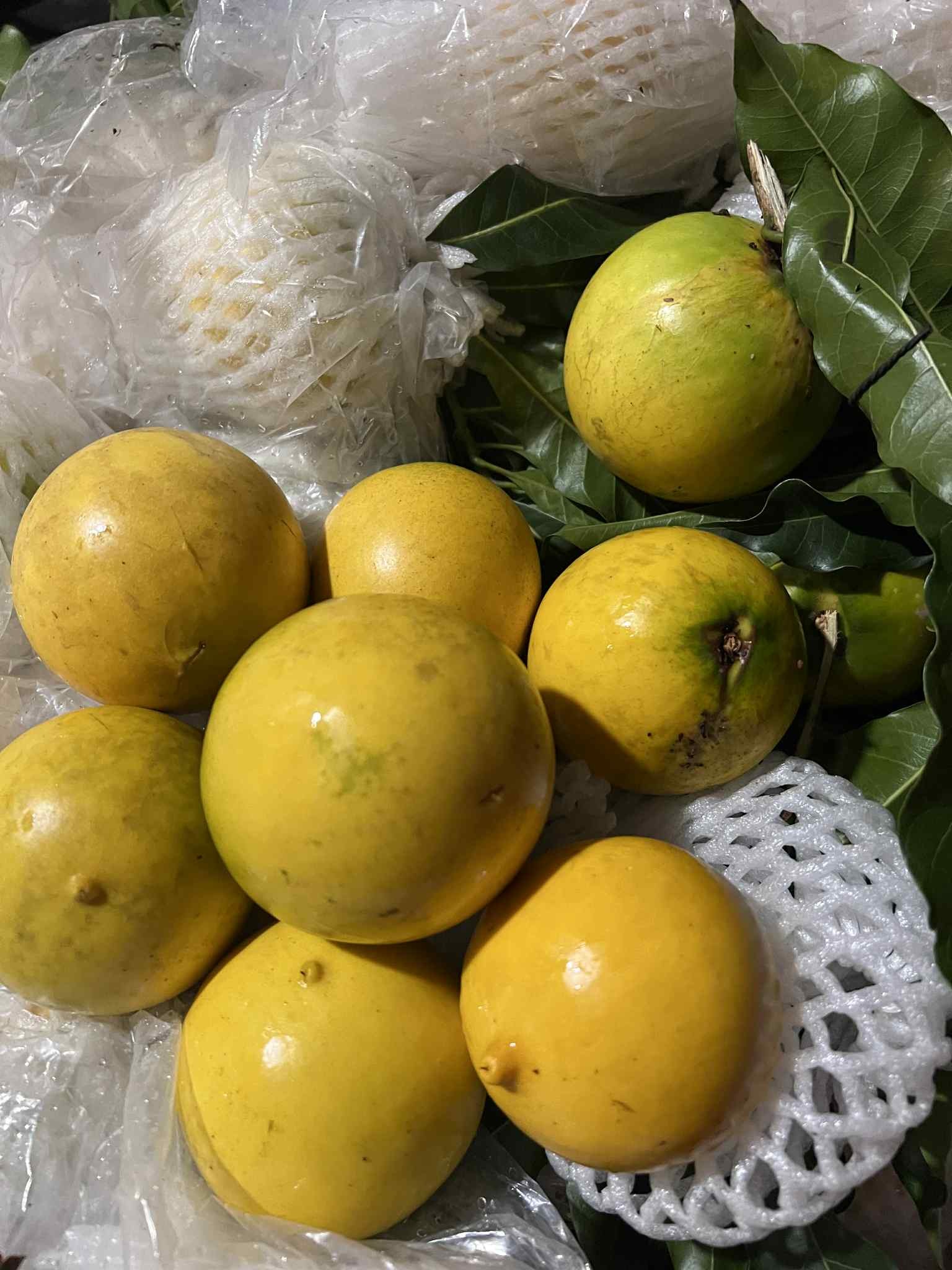 Cây Vú Sữa Hoàng Kim Cây Vú Sữa Hoàng Kim - Ảnh 8