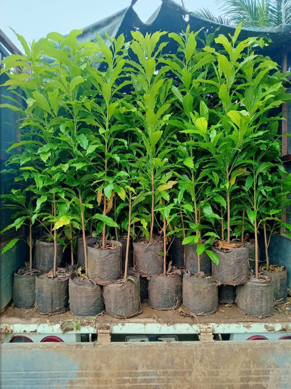 Cây Vú Sữa Hoàng Kim Cây Vú Sữa Hoàng Kim - Ảnh 9