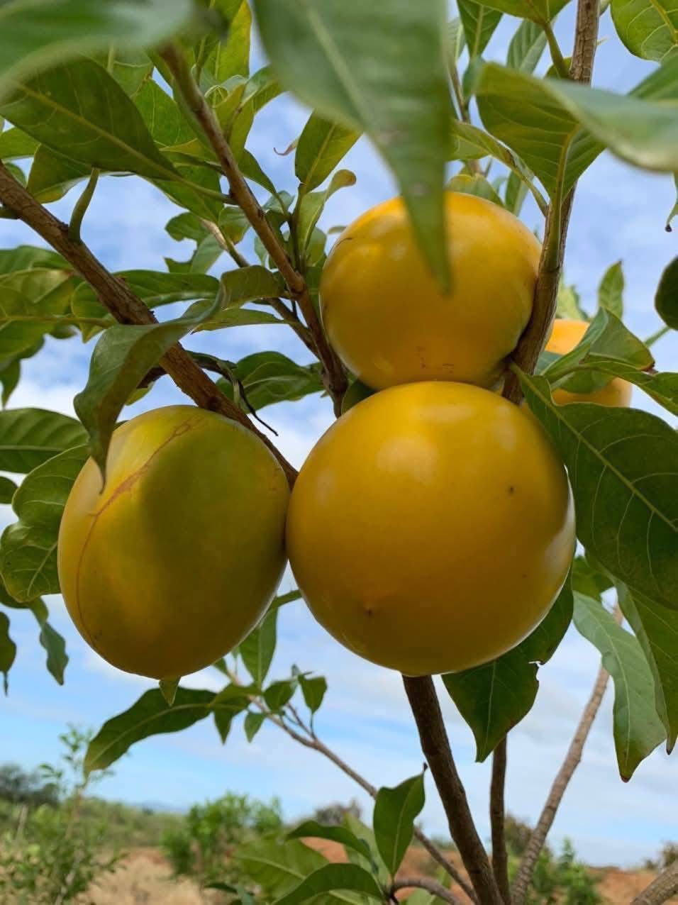 Cây Vú Sữa Hoàng Kim Cây Vú Sữa Hoàng Kim