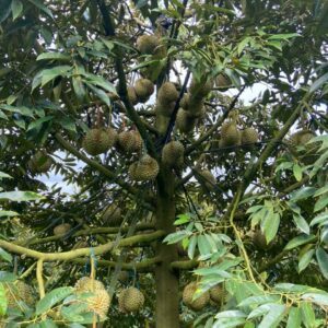 Cây Sầu Riêng Thái Cây Sầu Riêng Thái