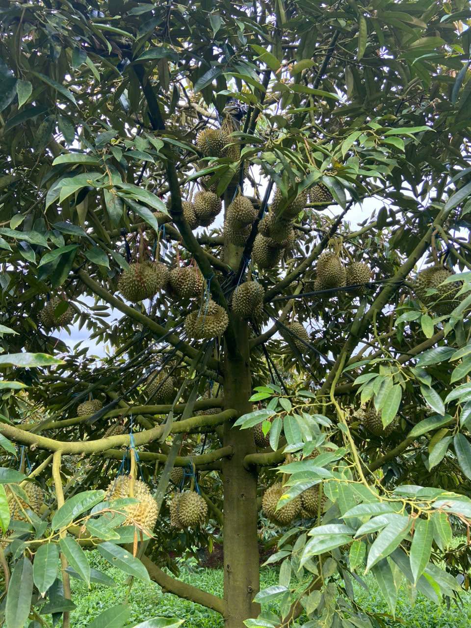 Cây Sầu Riêng Thái Cây Sầu Riêng Thái