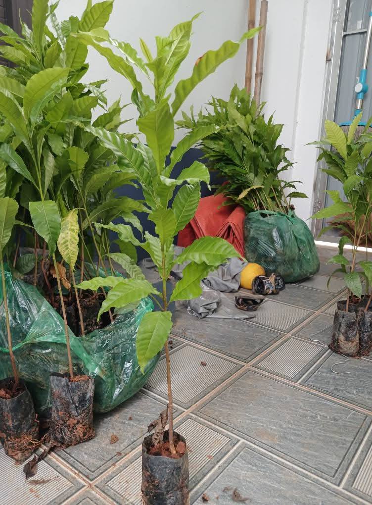 Cây Vú Sữa Hoàng Kim Cây Vú Sữa Hoàng Kim - Ảnh 10