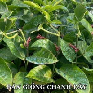 Bán giống chanh dây ghép. Bán chanh leo thực sinh