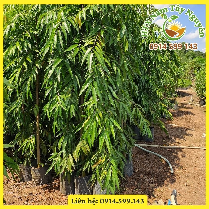 Bán giống cây Hoàng Nam