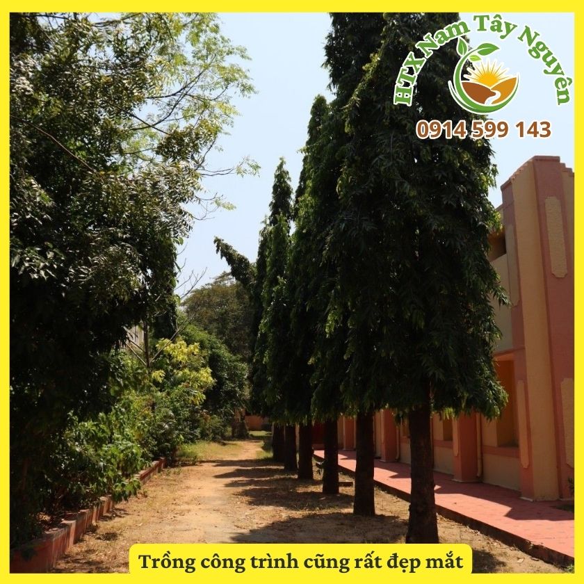 Cung cấp cây giống hoàng nam