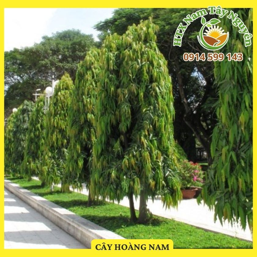 Bán giống cây Hoàng Nam