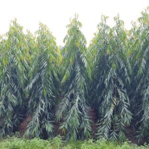 Cây Hoàng Nam Cây Hoàng Nam