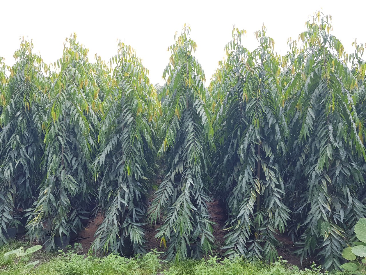 Cây Hoàng Nam Cây Hoàng Nam