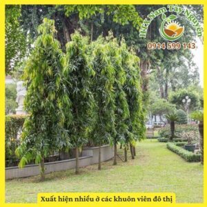 Bán cây giống Hoàng Nam. Cây cảnh quan và dùng chắn gió cho trang trại