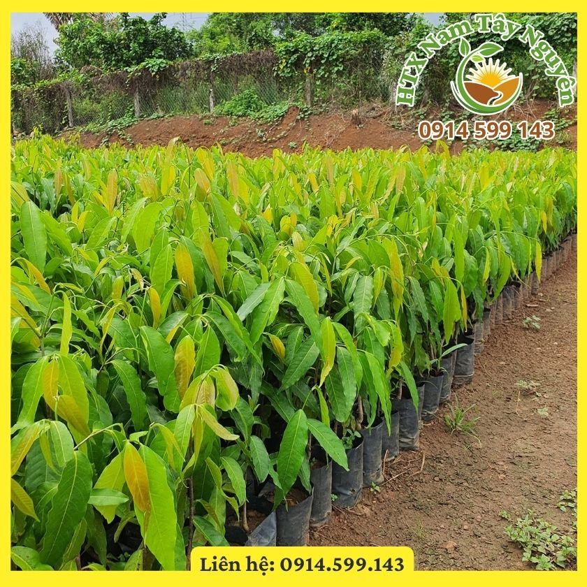 Bán giống Hoàng Nam