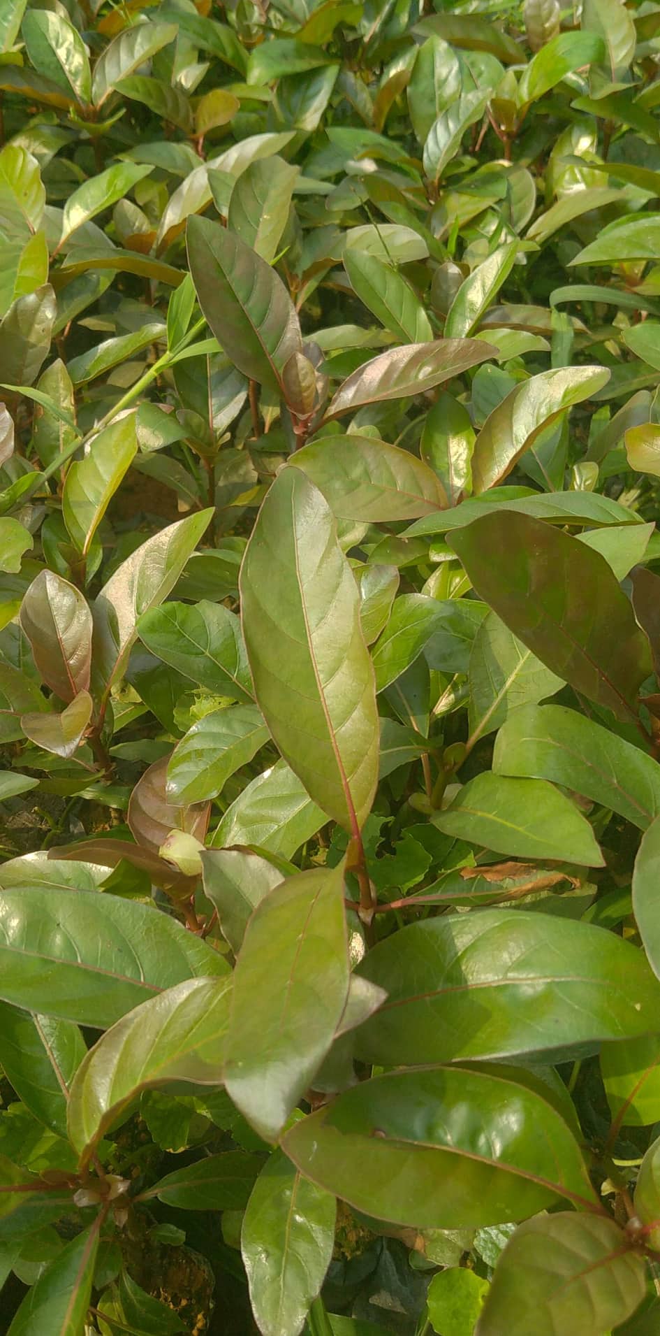 Cây Gáo Vàng Cây Gáo Vàng - Ảnh 15