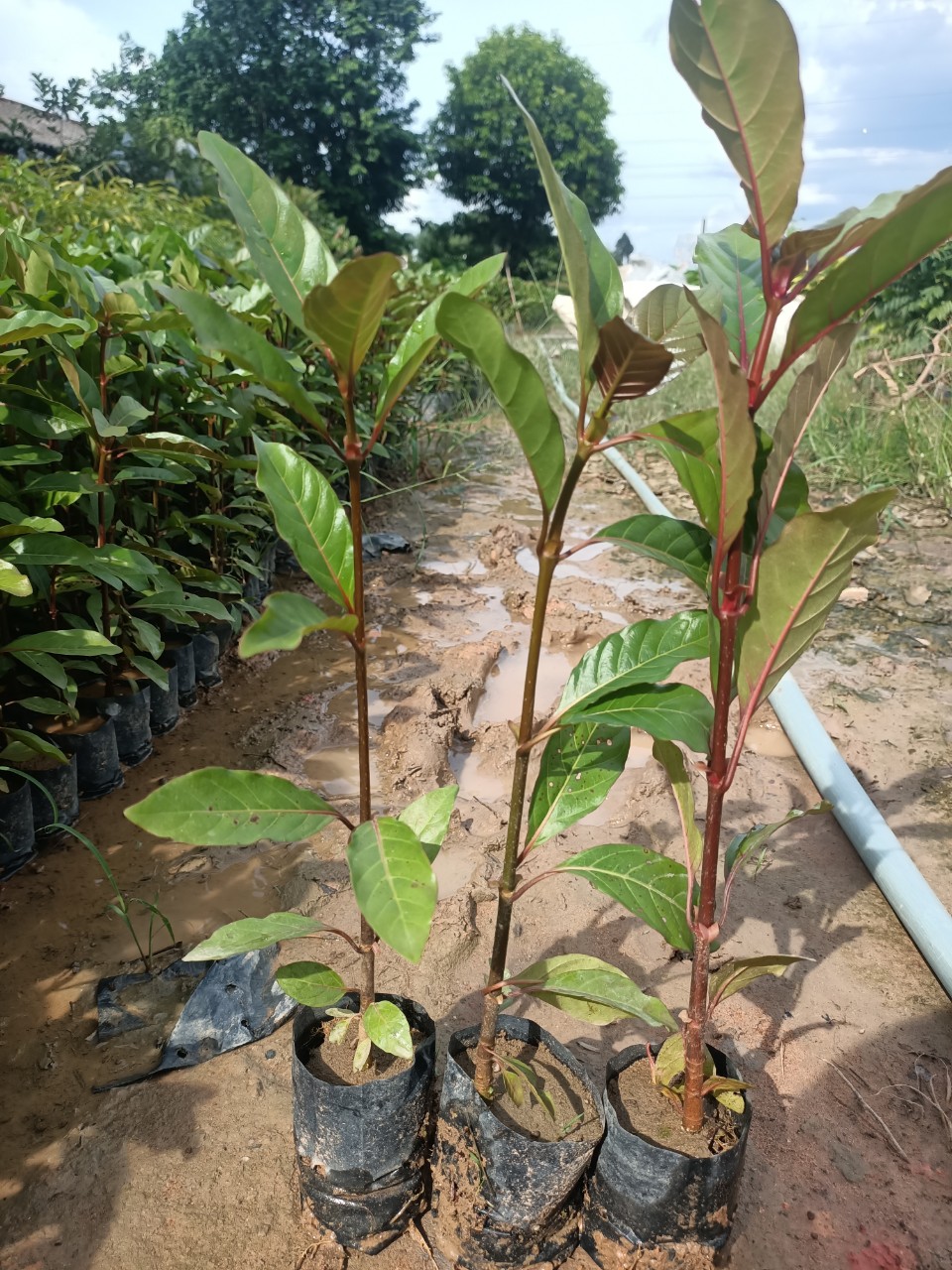 Cây Gáo Vàng Cây Gáo Vàng