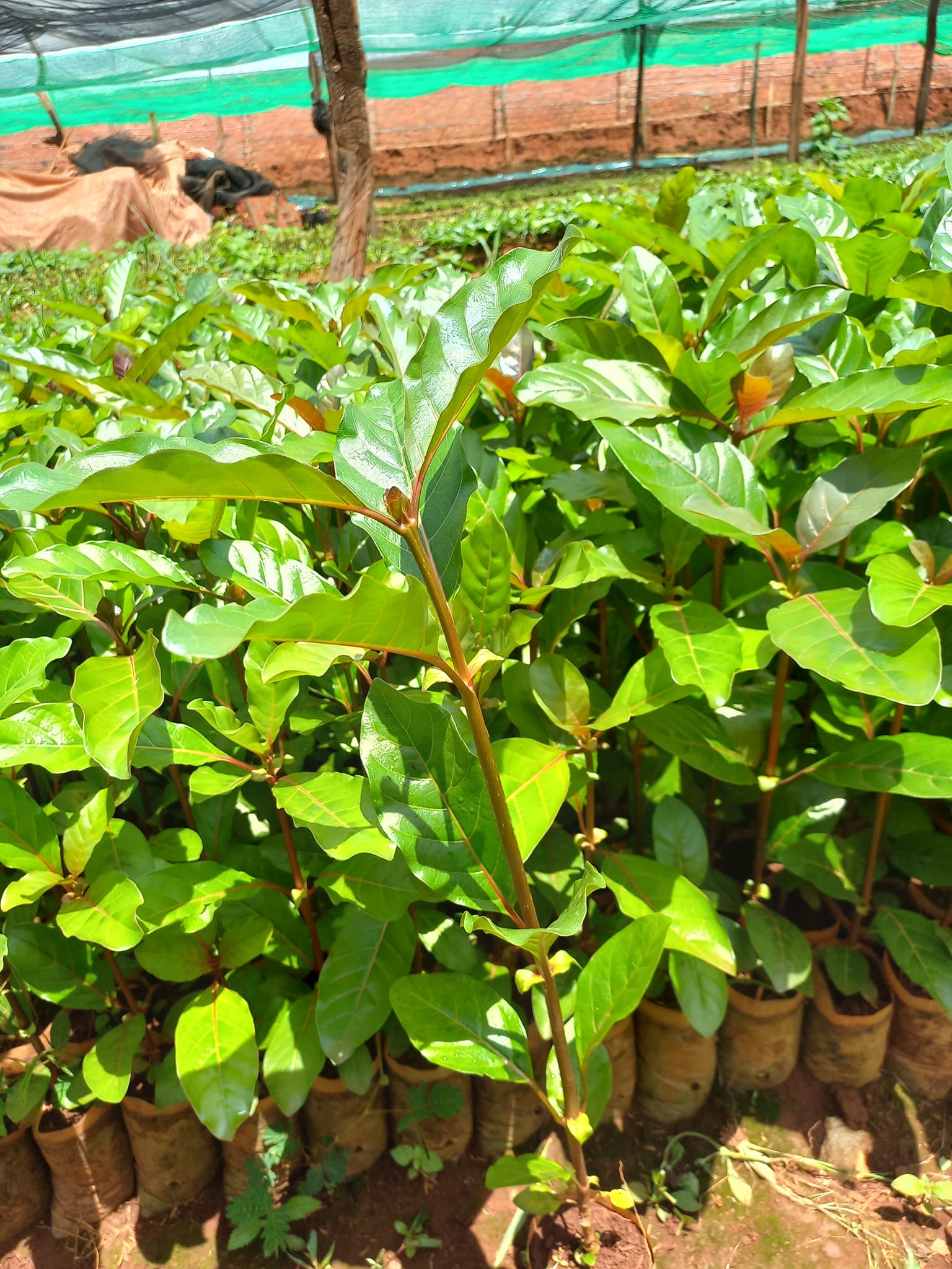 Cây Gáo Vàng Cây Gáo Vàng - Ảnh 14