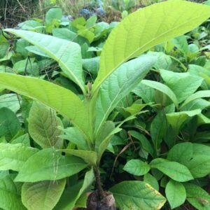 Cây Gỗ Tếch Cây Gỗ Tếch