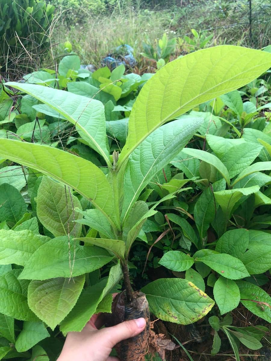 Cây Gỗ Tếch Cây Gỗ Tếch