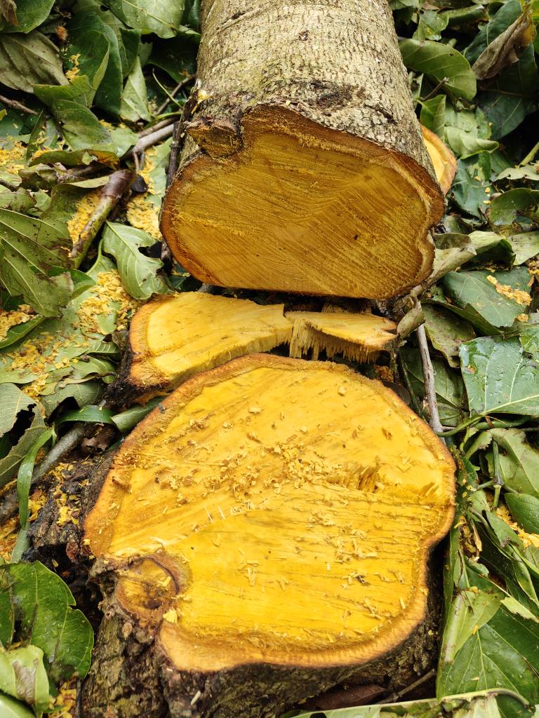 Cây Gáo Vàng Cây Gáo Vàng - Ảnh 13