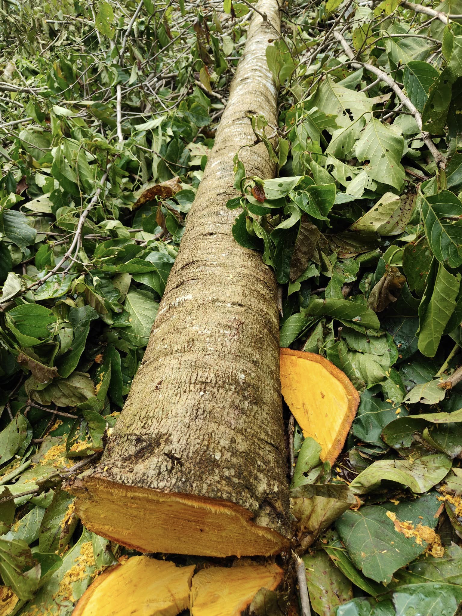 Cây Gáo Vàng Cây Gáo Vàng - Ảnh 12