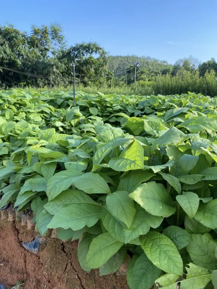 Cây Gỗ Tếch Cây Gỗ Tếch - Ảnh 6