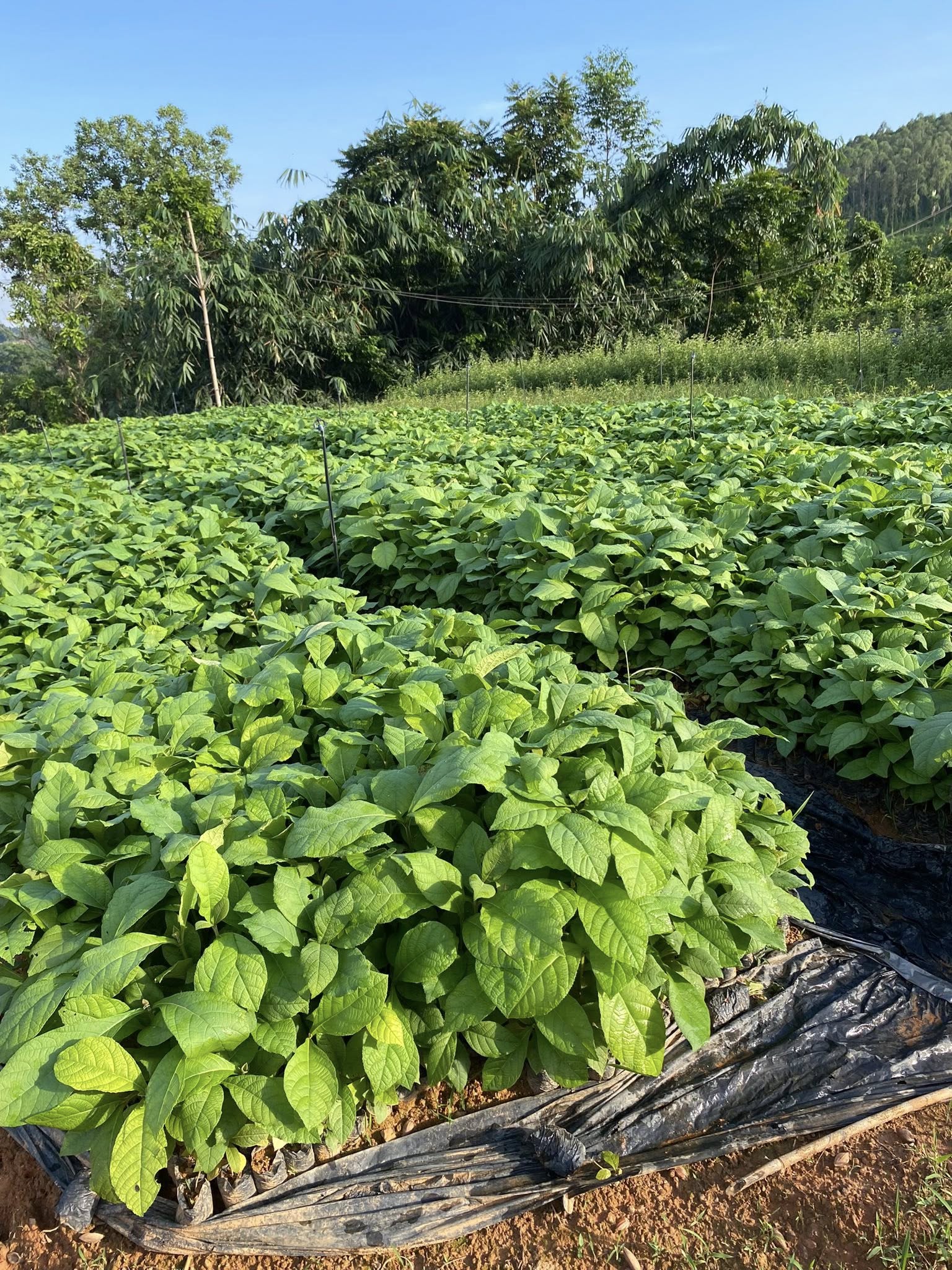 Cây Gỗ Tếch Cây Gỗ Tếch - Ảnh 4