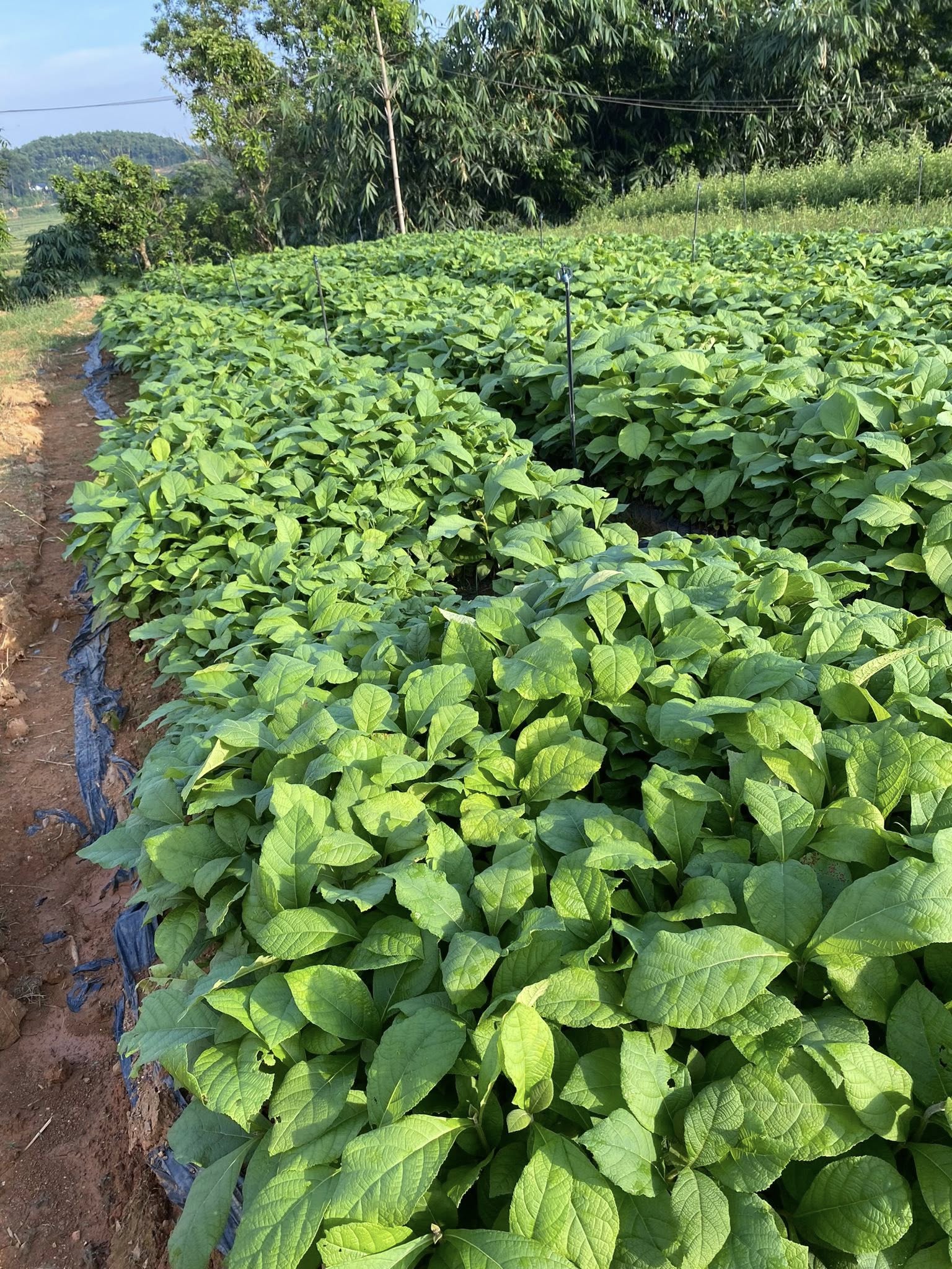 Cây Gỗ Tếch Cây Gỗ Tếch - Ảnh 5