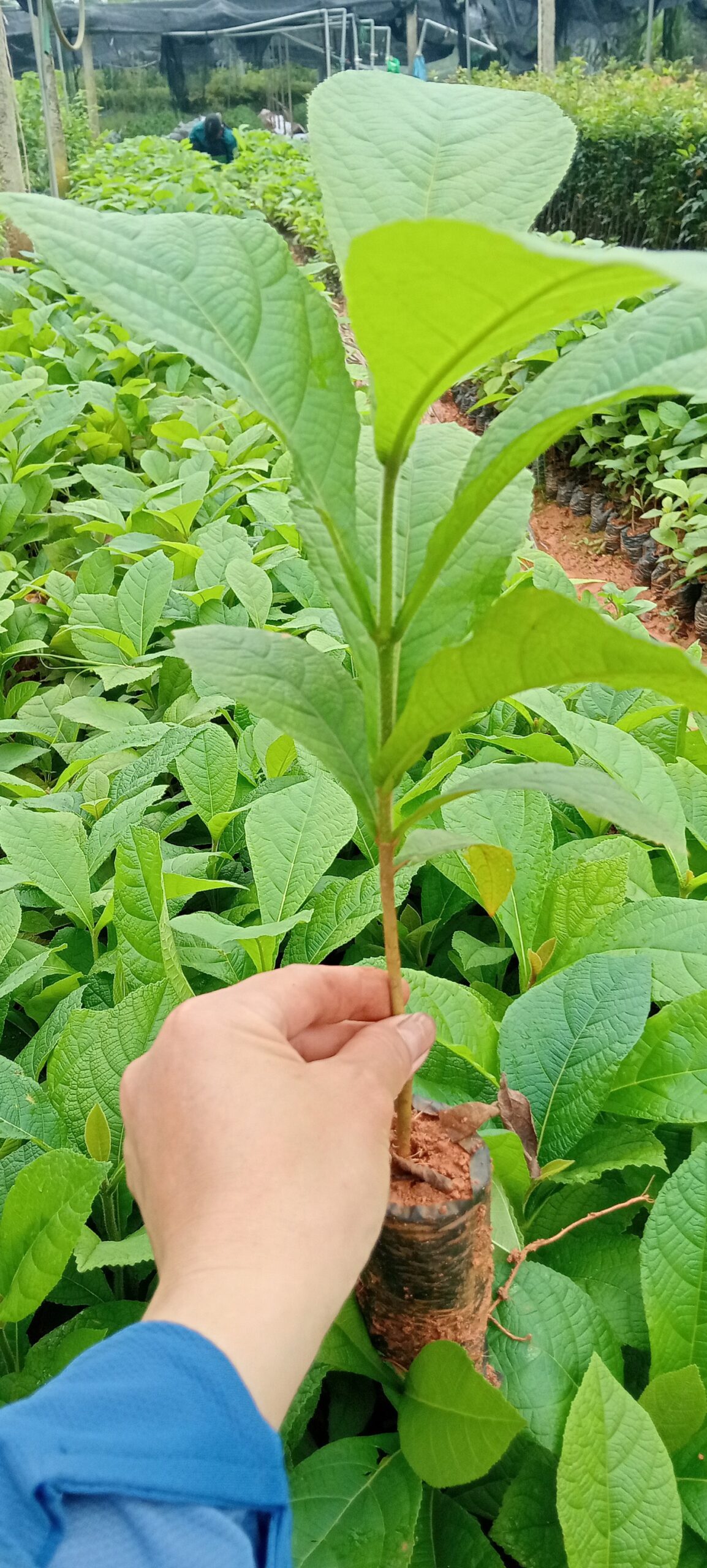 Cây Gỗ Tếch Cây Gỗ Tếch - Ảnh 8