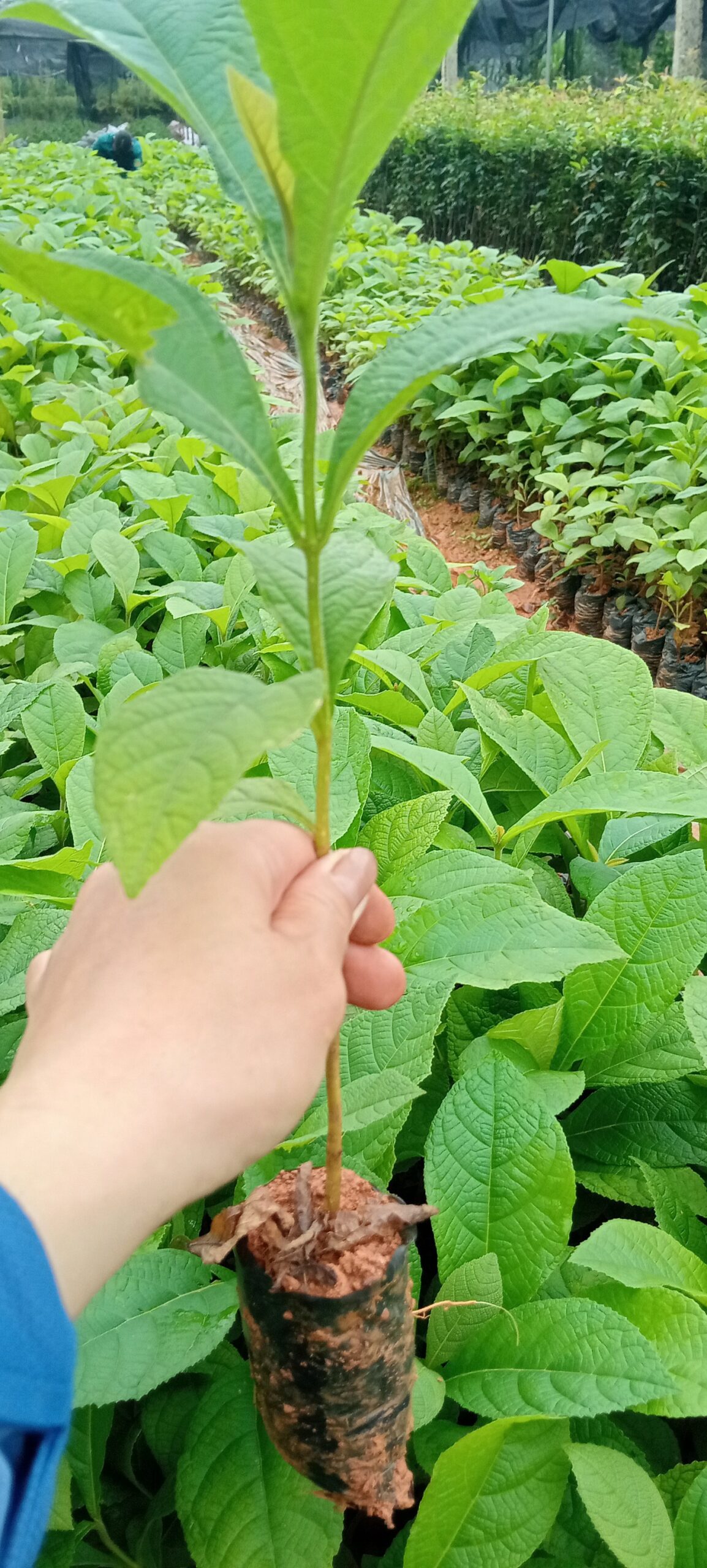 Cây Gỗ Tếch Cây Gỗ Tếch - Ảnh 7