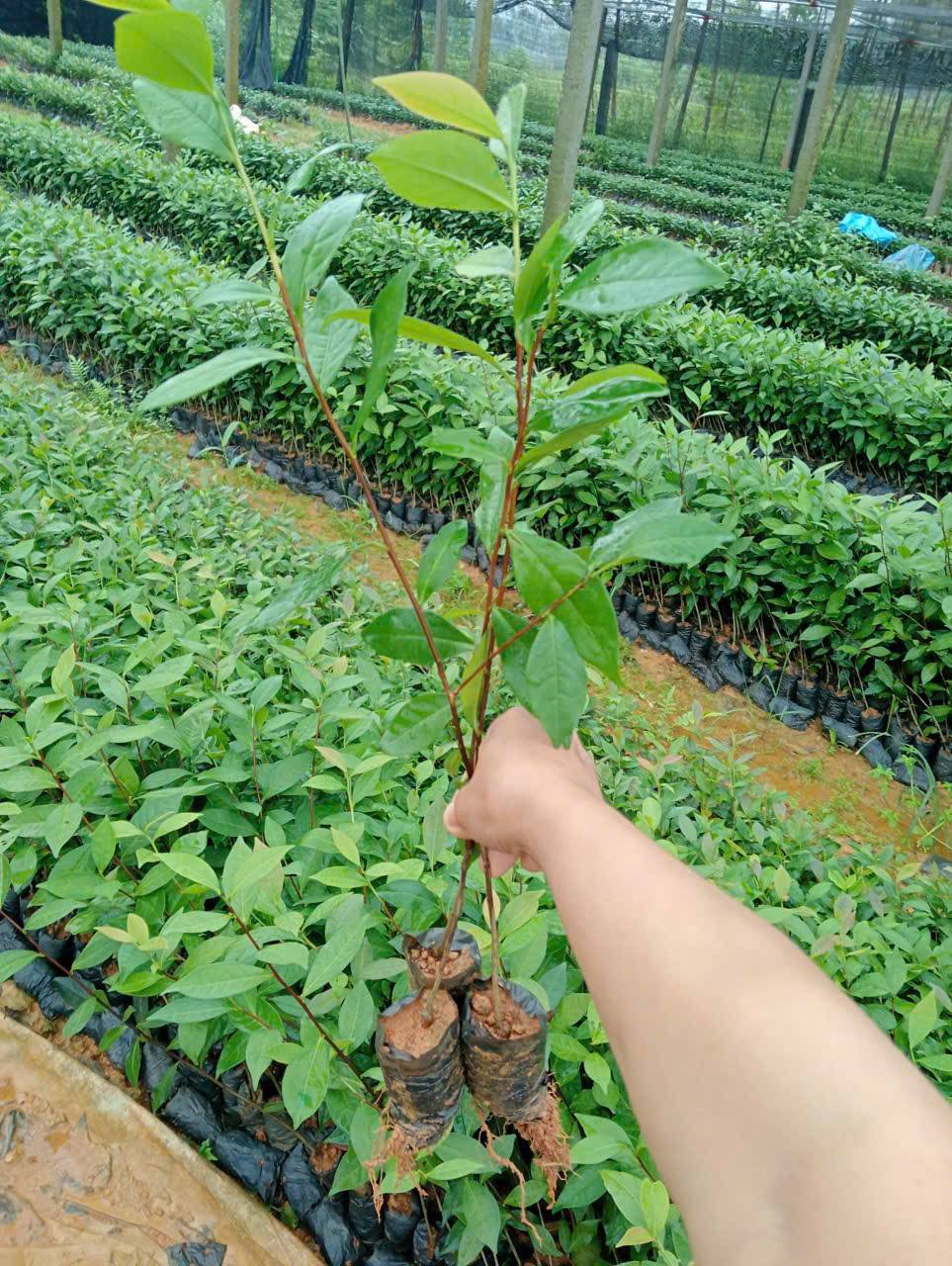 Cây Chè Xanh Cây Chè Xanh - Ảnh 8