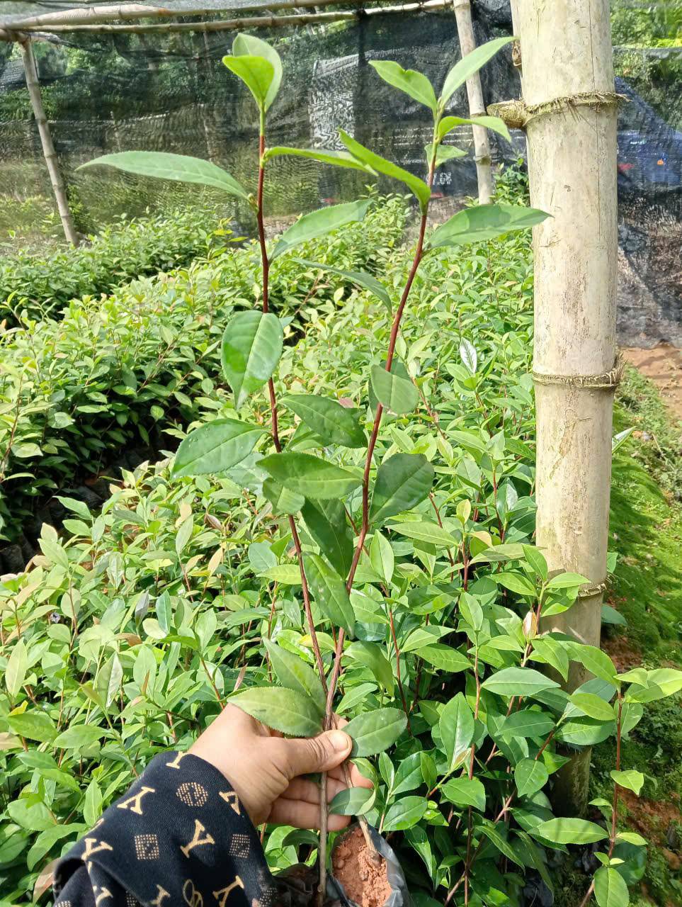 Cây Chè Xanh Cây Chè Xanh - Ảnh 9