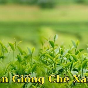 Bán giống cây chè xanh. Kỹ thuật chăm sóc cây trà xanh Bán giống cây chè xanh. Kỹ thuật chăm sóc cây trà xanh