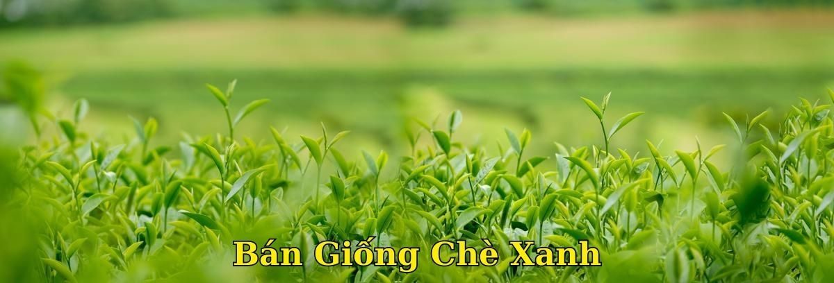 Bán giống chè xanh