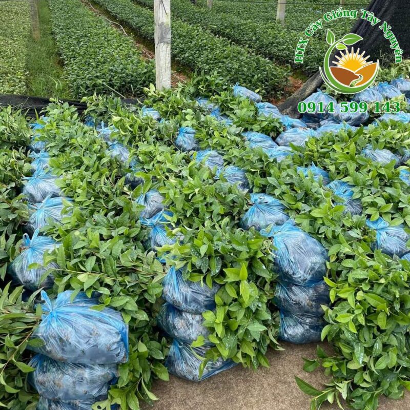 Bán giống cây chè xanh. Kỹ thuật chăm sóc cây trà xanh