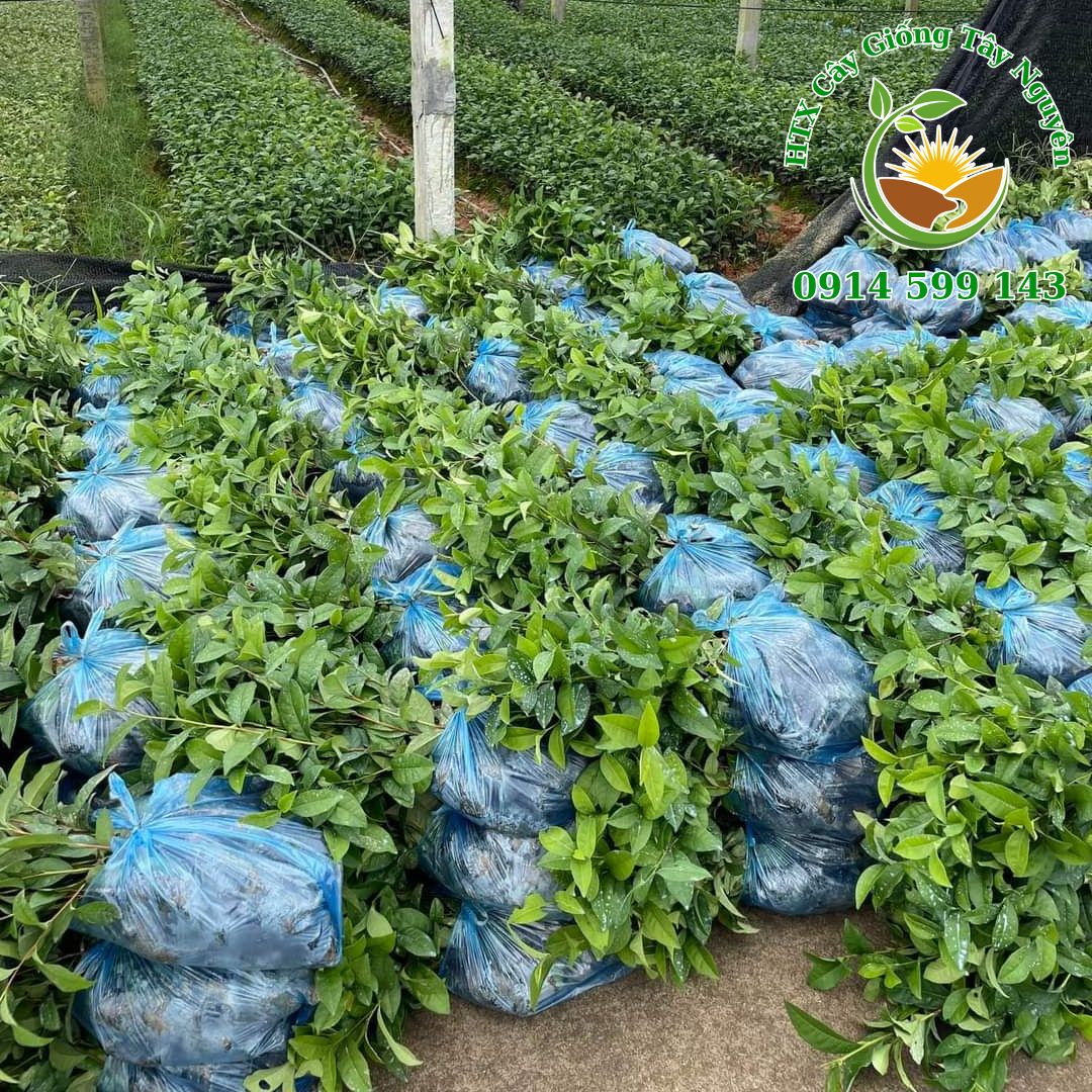 ban-cay-che-xanh-2023