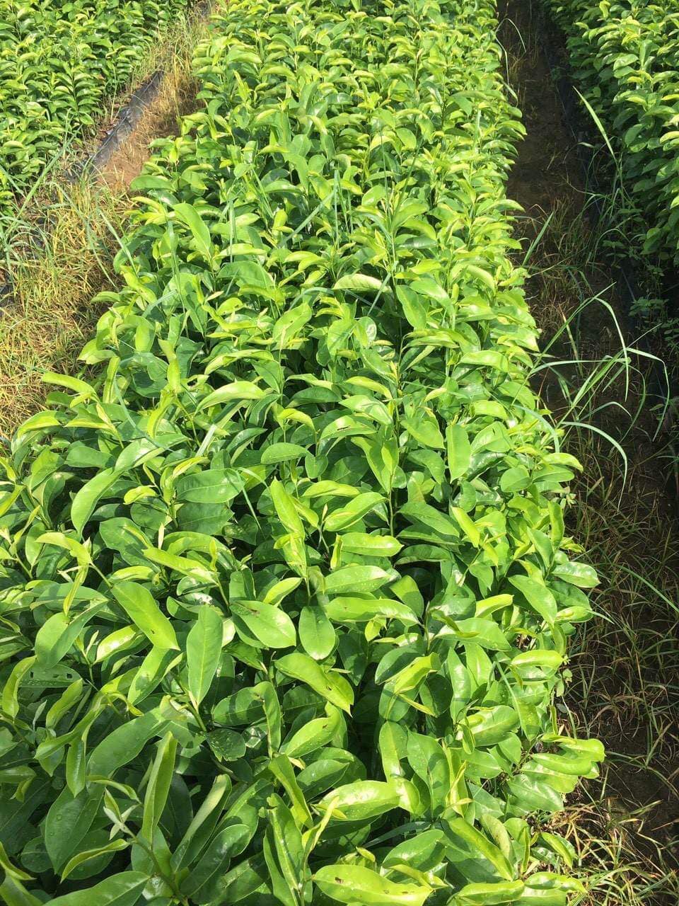 Cây giống mãng cầu gai