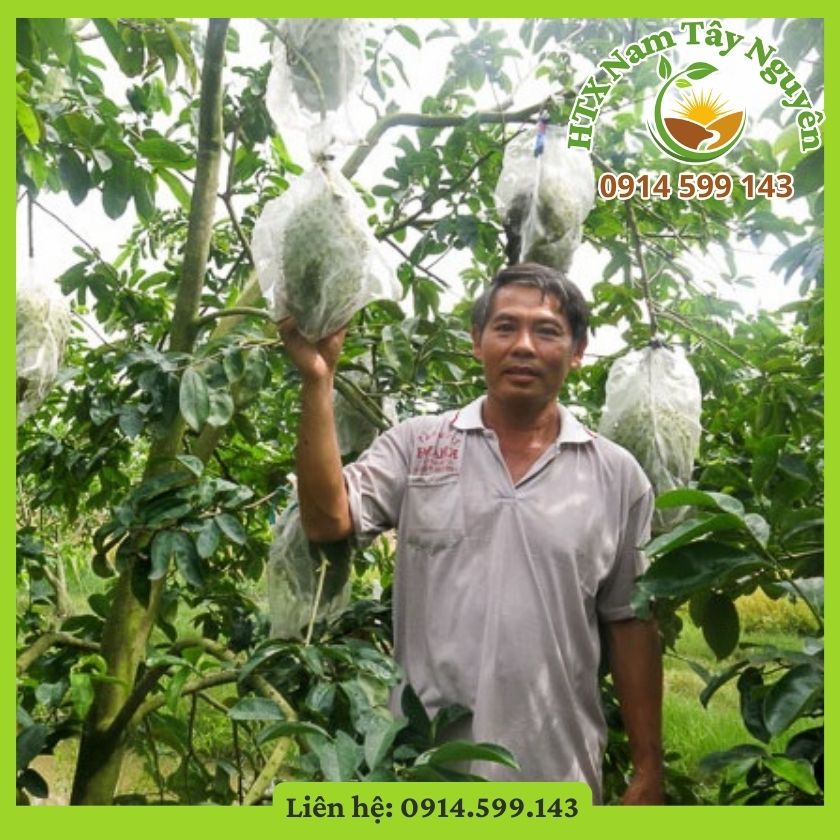 Quả mãng cầu gai