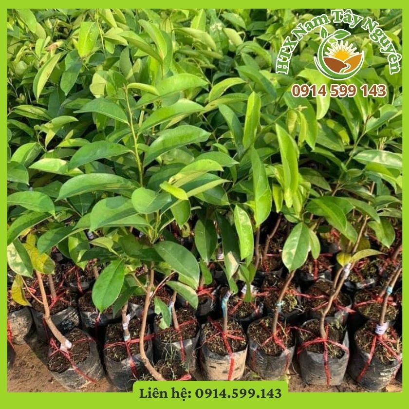 Cây mãng cầu xiêm