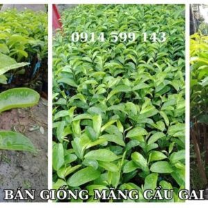 Bán giống mãng cầu gai - Bán cây mãng cầu xiêm Thái Lan