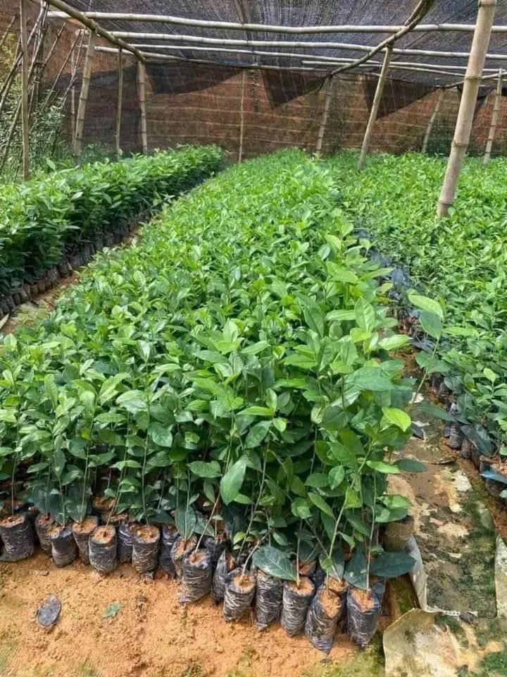 Cây Chè Xanh Cây Chè Xanh - Ảnh 7