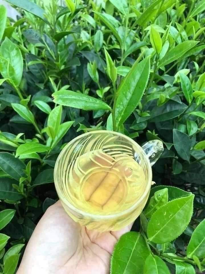 Cây Chè Xanh Cây Chè Xanh - Ảnh 6