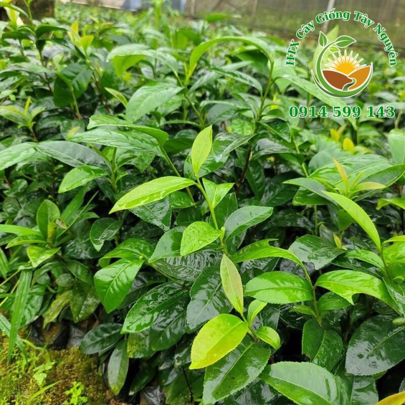 Bán giống cây chè xanh. Kỹ thuật chăm sóc cây trà xanh