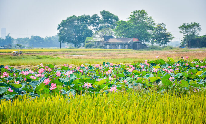 Công dụng của các nguyên tố trong phân bón với cây trồng