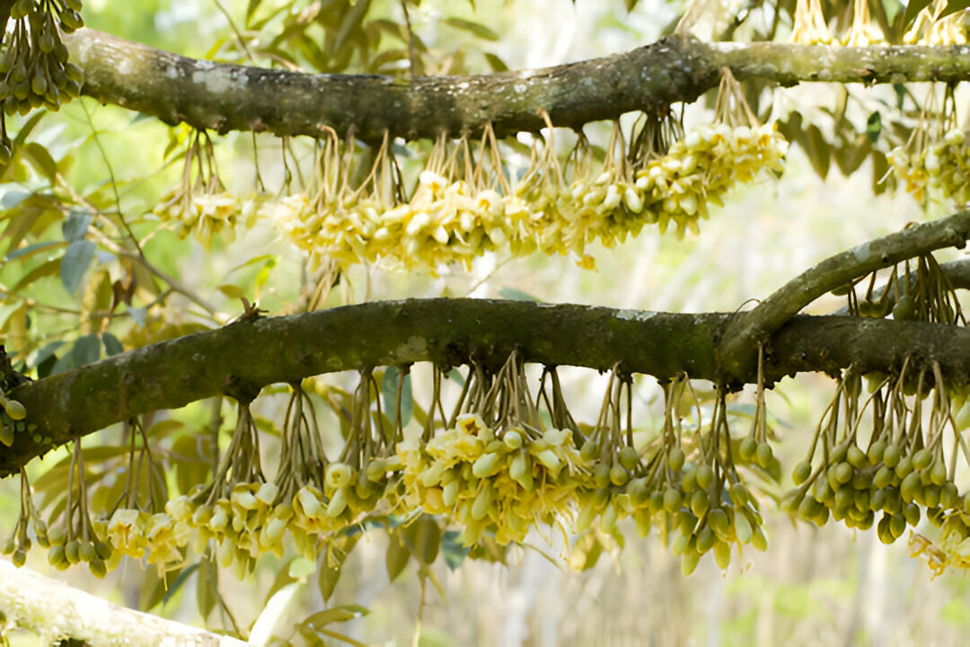 Xử lý hoa cây sầu riêng hiệu quả nhất chỉ trong 5 bước