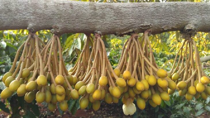 Lân 86 có tác dụng như thế nào trong quá trình làm hoa cho sầu riêng