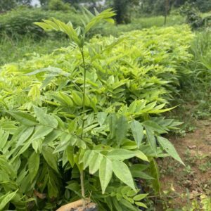 Cây Sưa Đỏ Cây Sưa Đỏ