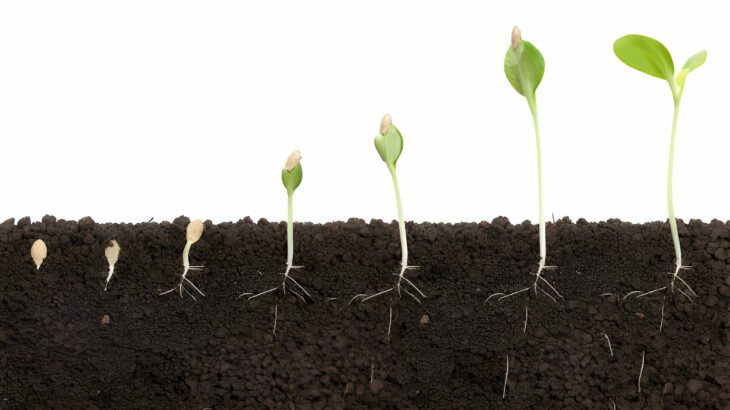 Hormon thực vật, những chất điều hoà sinh trường trong cây