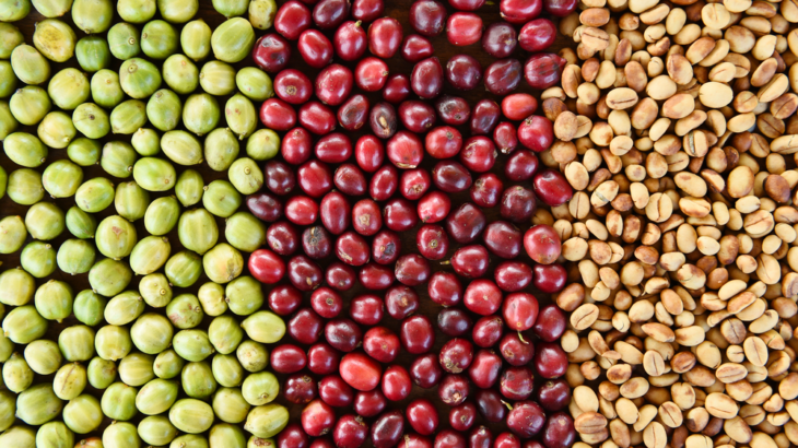 Những giống cà phê vối năng suất cao Những giống cà phê vối năng suất cao