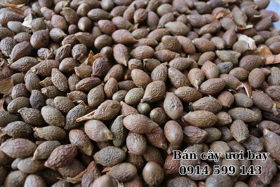 Hạt ươi công dụng và cách dùng như thế nào?