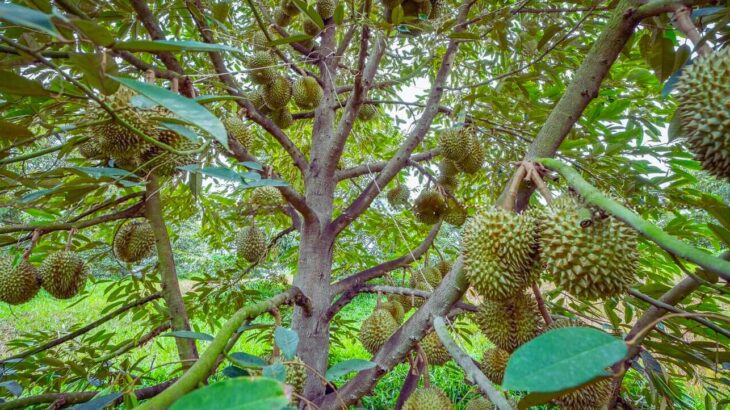 Kỹ thuật xử lý ra hoa và làm bông cho cây sầu riêng hiệu quả